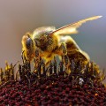 Pollen covering a bee. Vital for agriculture, also triggers allergies in some people. Photo Credit: Jon Sullivan/WikiMedia/Public Domain