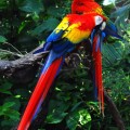 Can IoT devices enable crowdsourced, citizen science to fight illegal mining in the Amazon Rainforest? Photo: Scarlet Macaws indigenous to the Amazon Raiforest. Credit: Wikimedia/Flickr/Matthew Romack/CC-BY