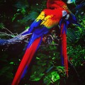 macaw parot