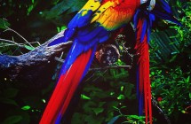 Amazon macaw parrot photo