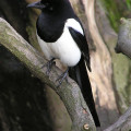 Is this Magpie conscious? We explore animal consciousness with the mirror test. Photo credit: Wikimedia/Adrian Pingstone/Public Domain