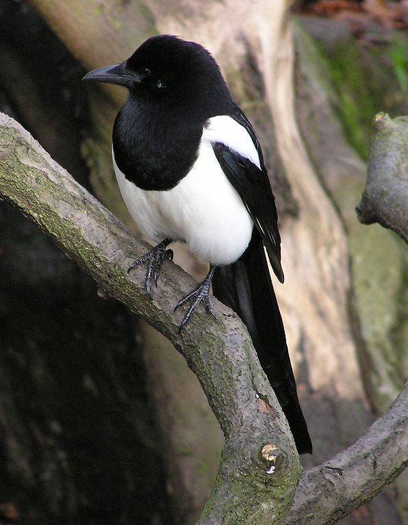 Is this Magpie conscious? We explore animal consciousness with the mirror test. Photo credit: Wikimedia/Adrian Pingstone/Public Domain