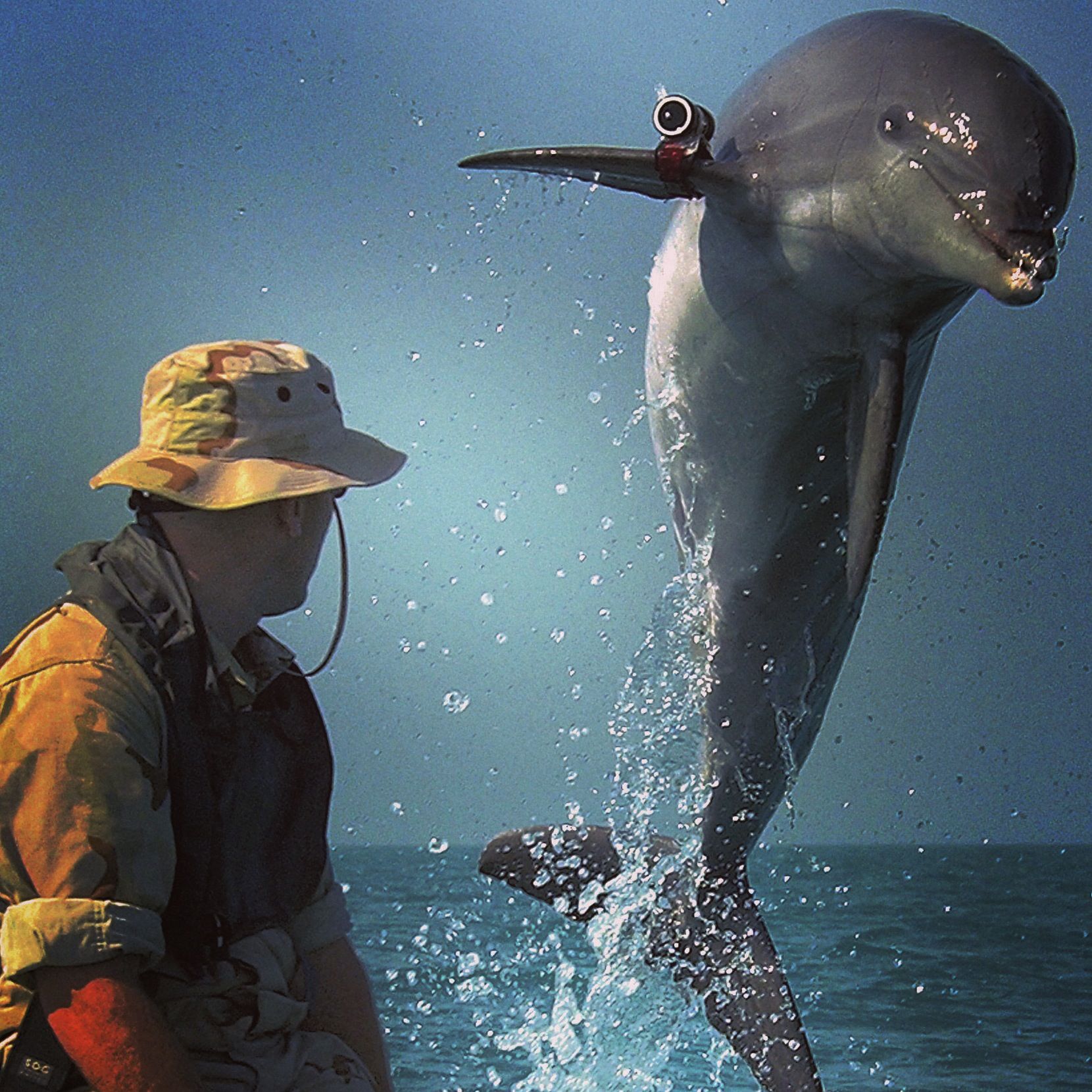 A dolphin with wearable computer? Here, US Navy K-Dog appears to be using a wearable computer to assist in mine clearing operations. Everything points to dolphins being the second most intelligent animals on the planet. ocean blue man sailor sea water sky dolphin wearable computer mammal US Navy leaping dolphin camera mine-clearing animal Photo: Wikimedia/US navy/Public Domain